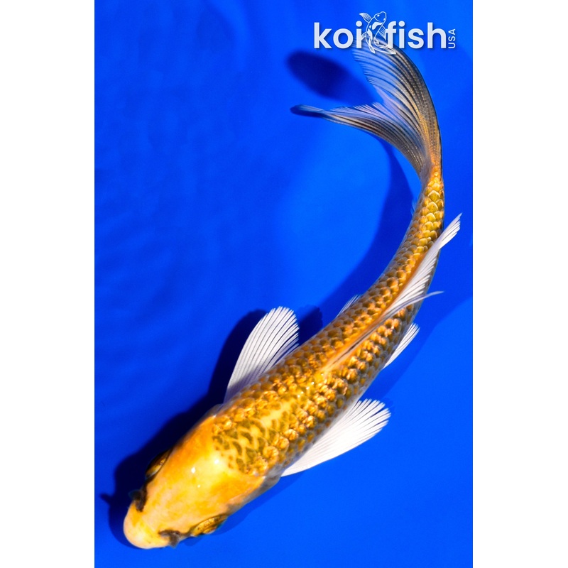 4.25" GINRIN KI MATSUBA BUTTERFLY