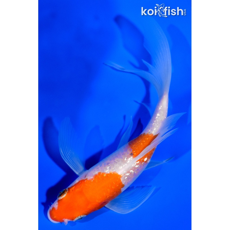 4.5" GINRIN KOHAKU BUTTERFLY