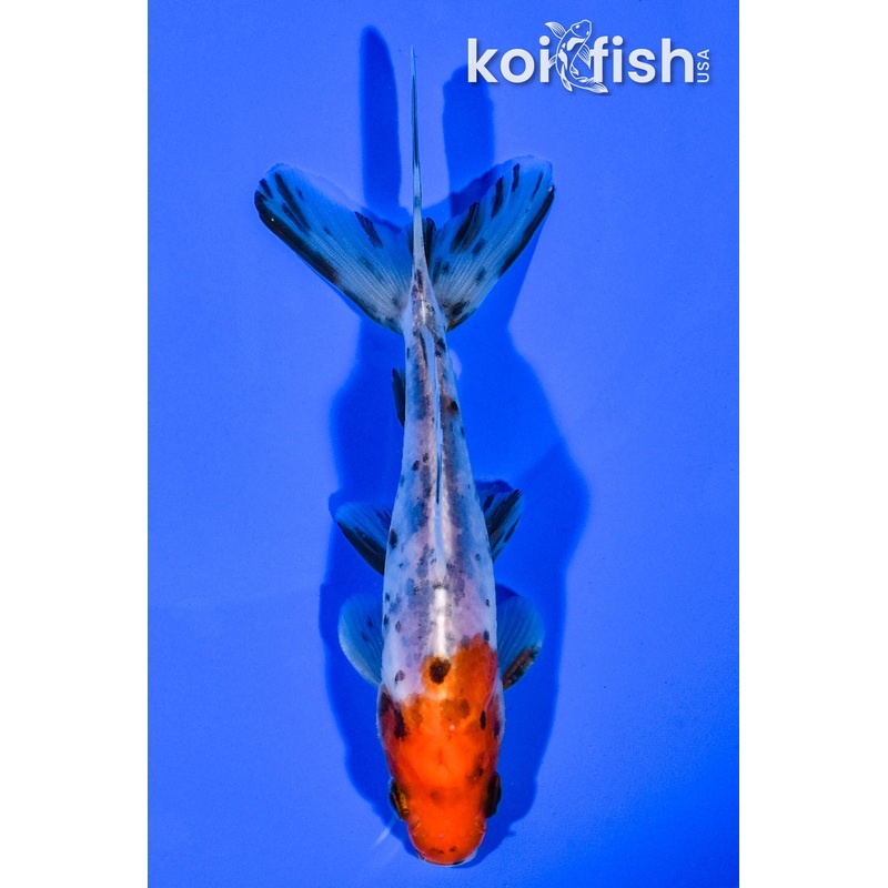 4.5" WAKIN GOLDFISH