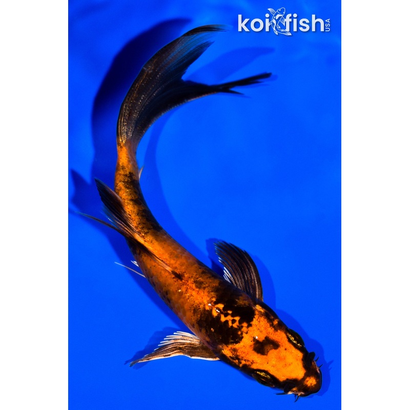 4.75" KIN HI UTSURI BUTTERFLY