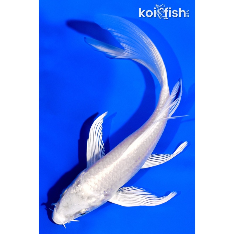 4.75" PLATINUM OGON BUTTERFLY