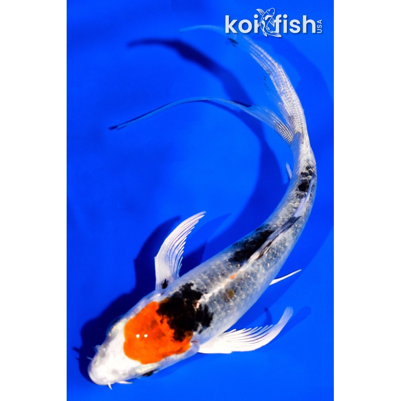 4.75" YAMATO NISHIKI BUTTERFLY