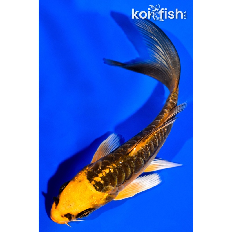 4" DOITSU KI MATSUBA BUTTERFLY
