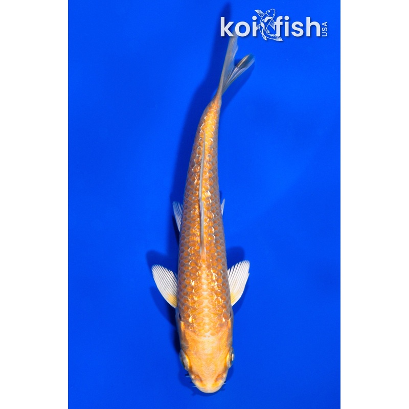 4" GINRIN YAMABUKI OGON