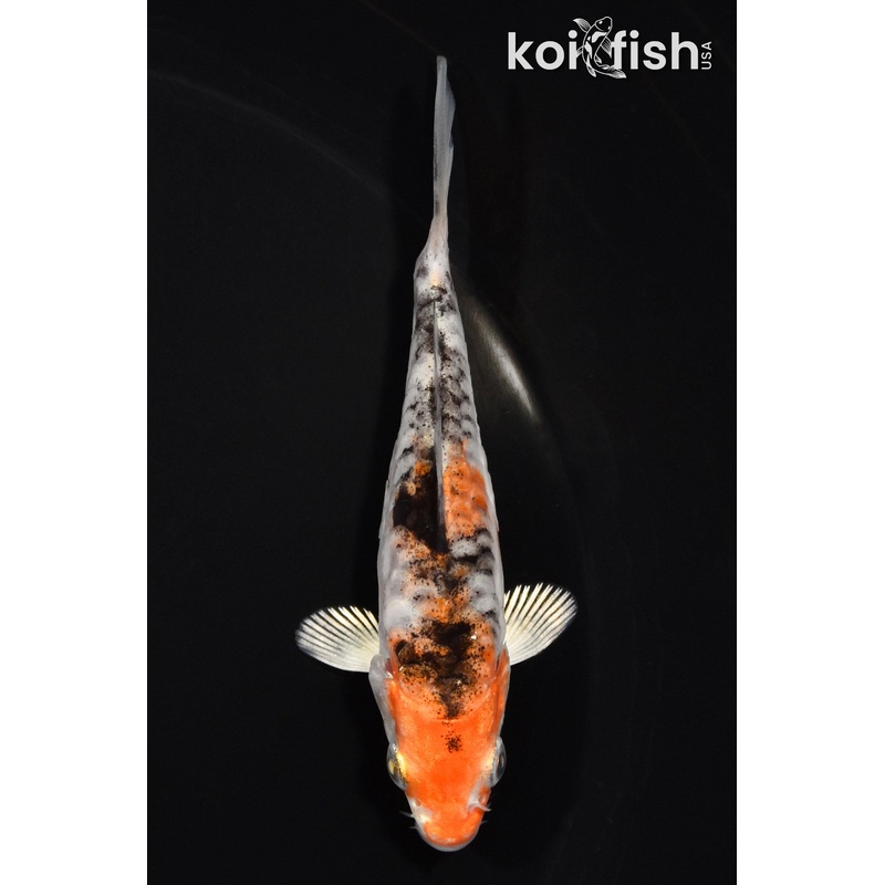 4" HEISEI NISHIKI