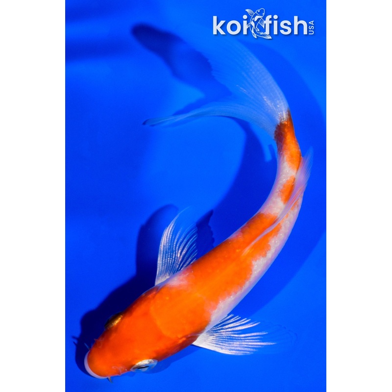 4" KOHAKU BUTTERFLY