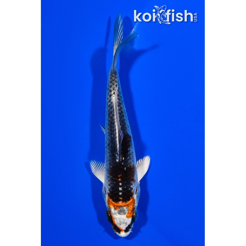4" KUJAKU