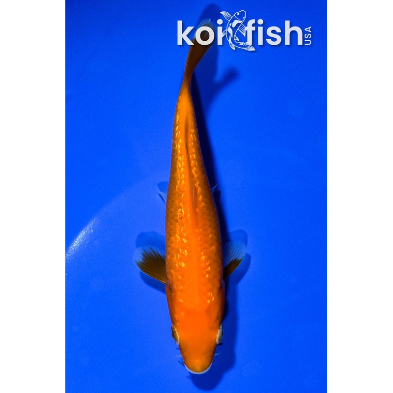 5.25" BENIGOI