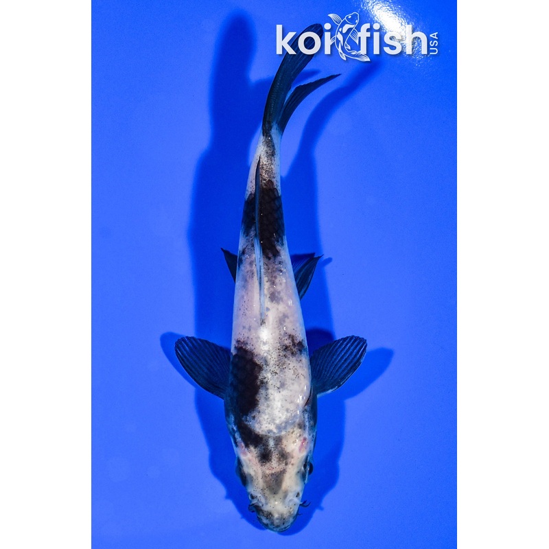 5.25" SHIRO UTSURI