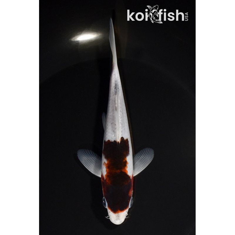 5.5" BUDO GOROMO