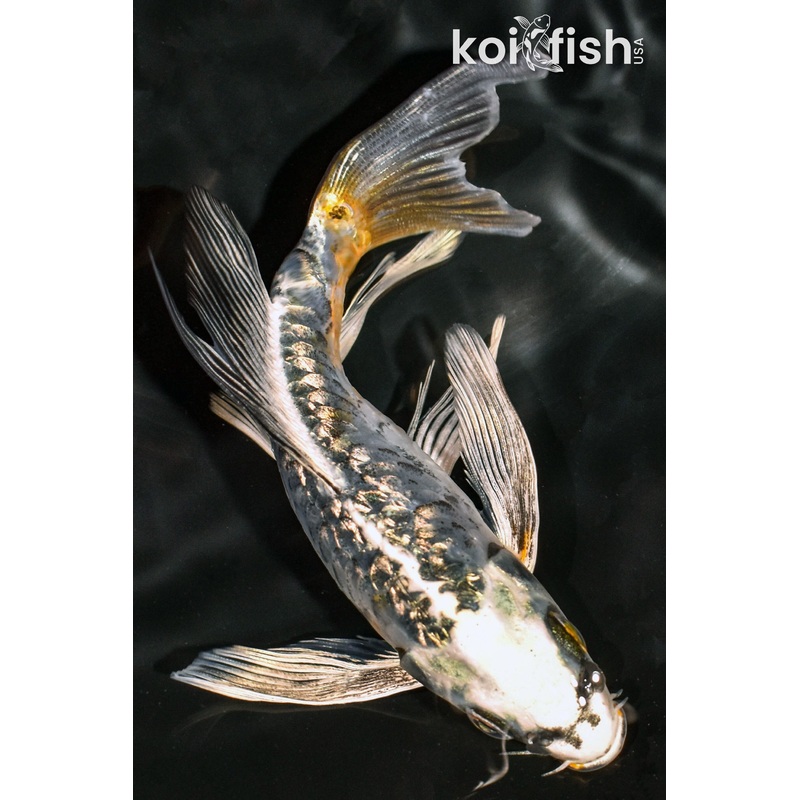 5.5" GINRIN KIN KIKOKURYU BUTTERFLY