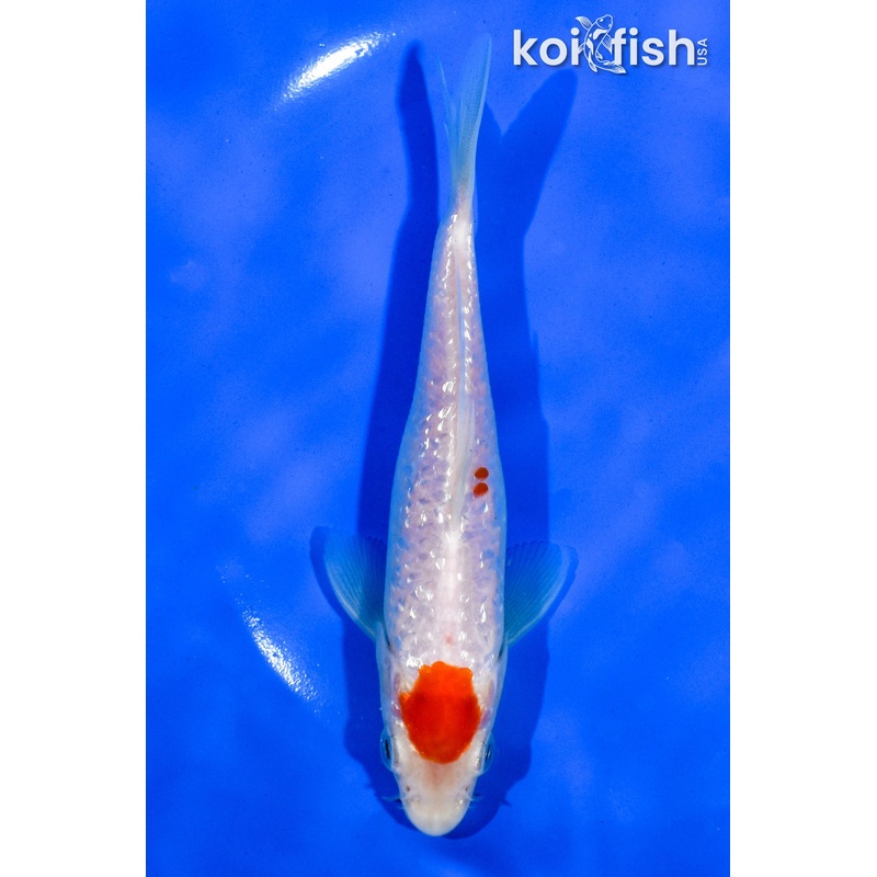 5.5" GINRIN MARUTEN KOHAKU