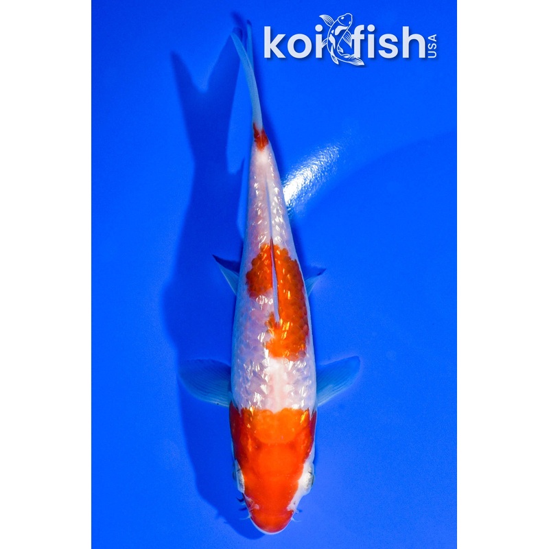 5.5" GINRIN SANDAN KOHAKU