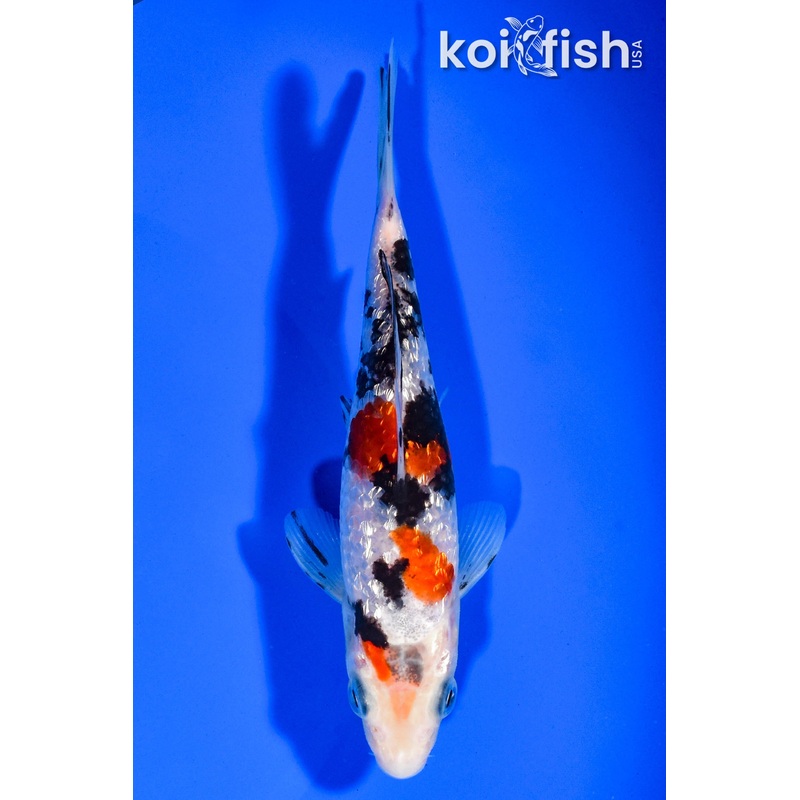 5.5"GINRIN SANKE