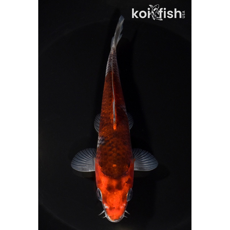 5.5" GOSHIKI