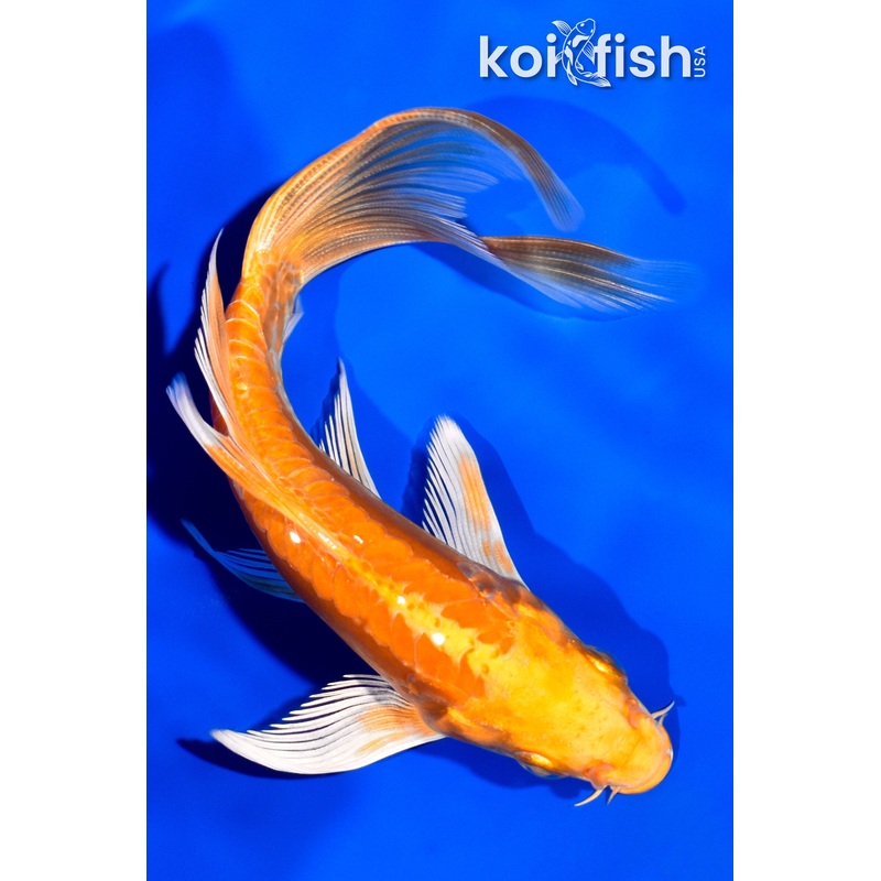 5.75" DOITSU ORENJI OGON BUTTERFLY