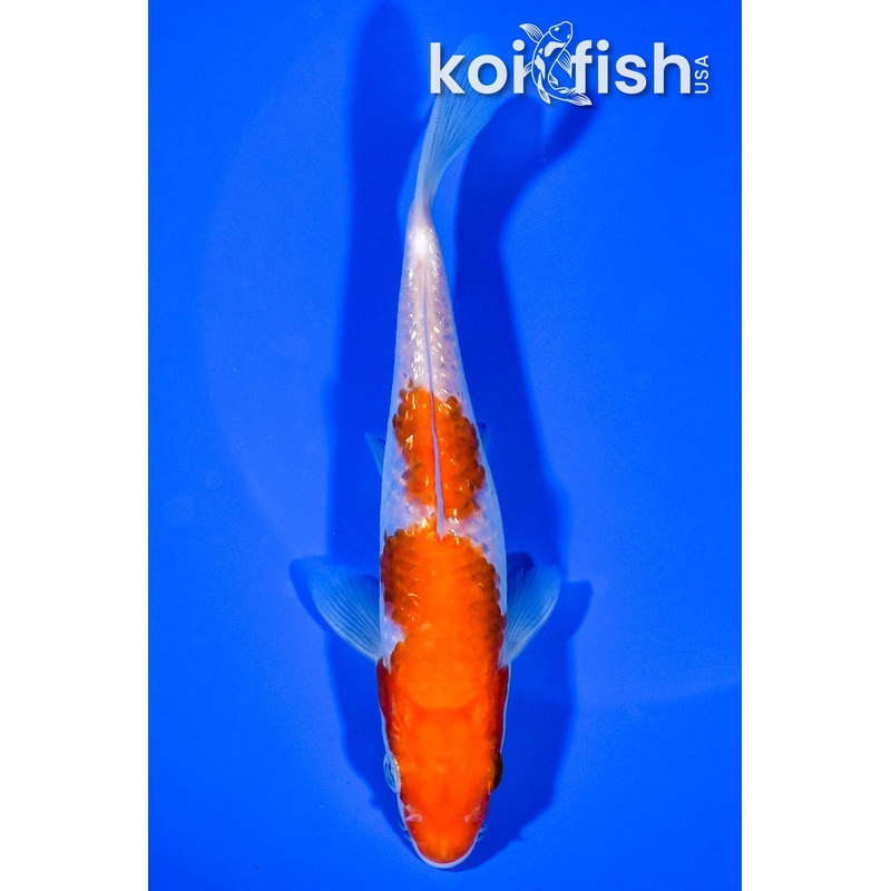 5.75" GINRIN NIDAN KOHAKU