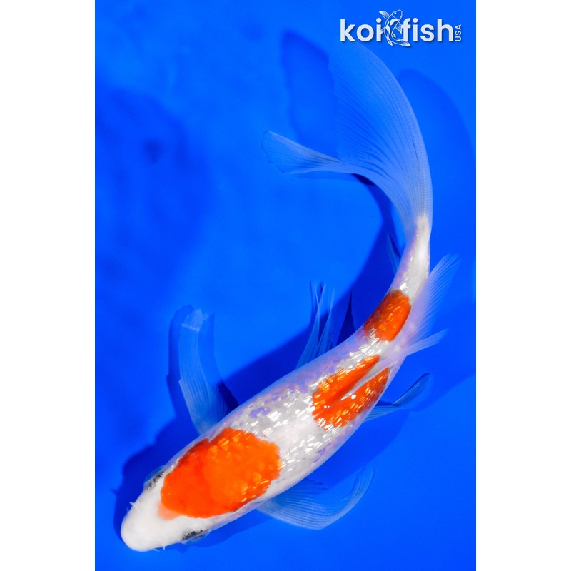 5.75" GINRIN SANDAN KOHAKU BUTTERFLY
