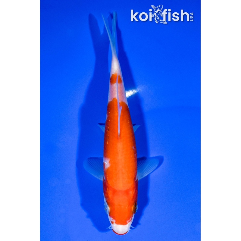 5.75" KUCHIBENI KOHAKU