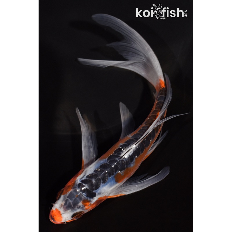 6.25" HI SHUSUI BUTTERFLY