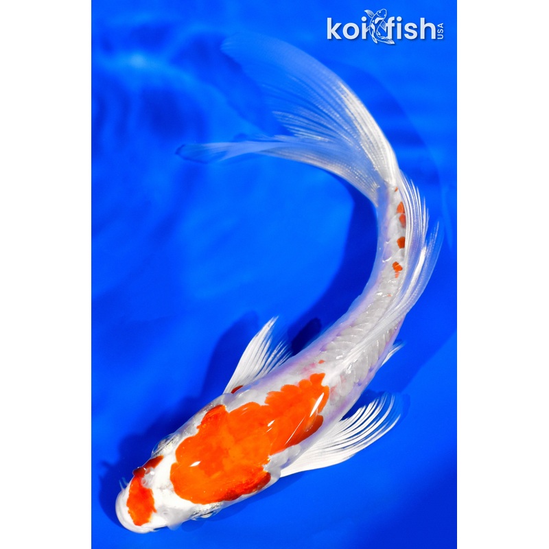 6.25" KIKUSUI BUTTERFLY