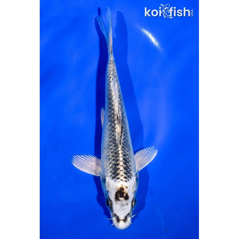 6.5" GIN MATUBSA