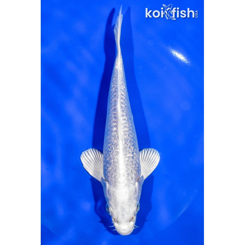 6.5"GINRIN PLATINUM OGON