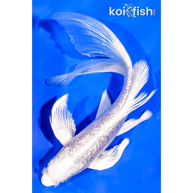 6.5" GINRIN PLATINUM OGON BUTTERFLY