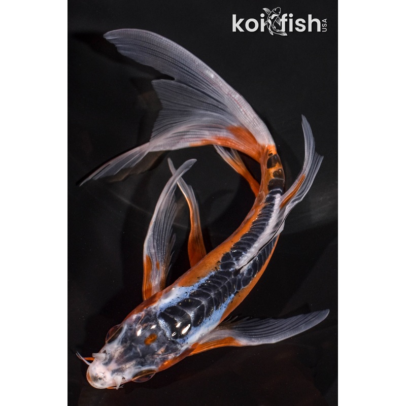 6.5" HI SHUSUI BUTTERFLY