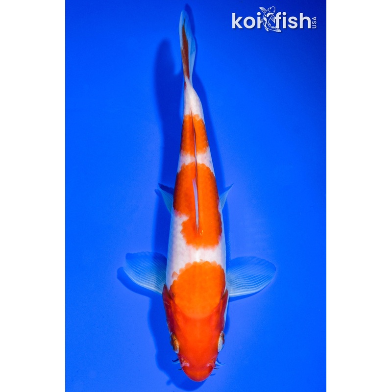 6.5" SANDAN KOHAKU