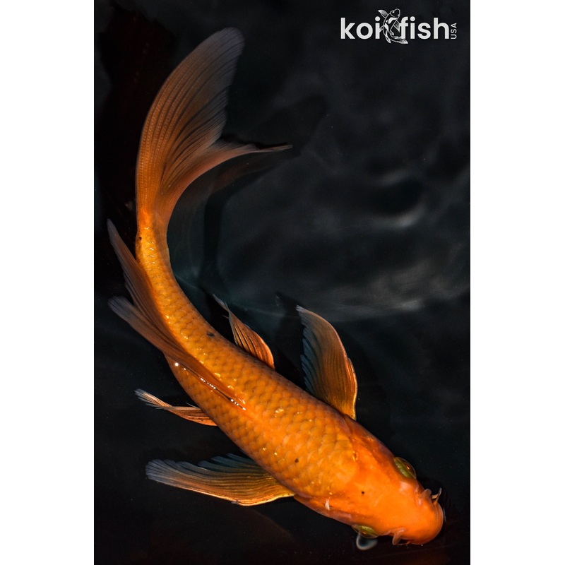 6.75" CHAGOI BUTTERFLY