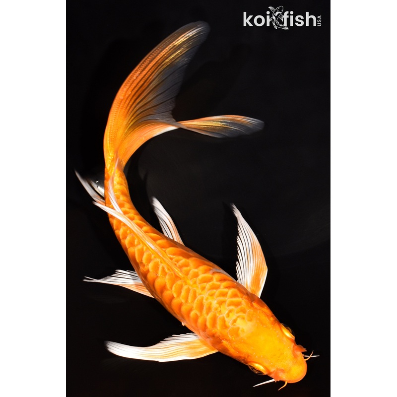 6.75" DOITSU ORENJI OGON BUTTERFLY