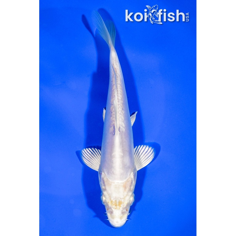 6.75" DOITSU PLATINUM OGON