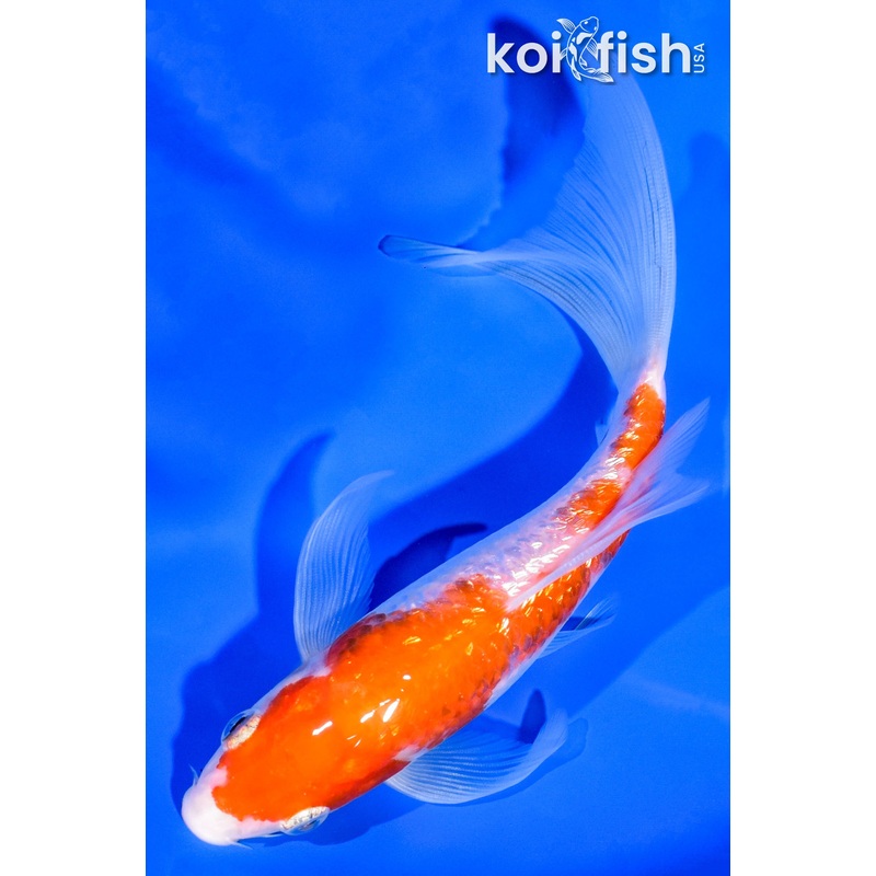 6.75" GINRIN KOHAKU BUTTERFLY