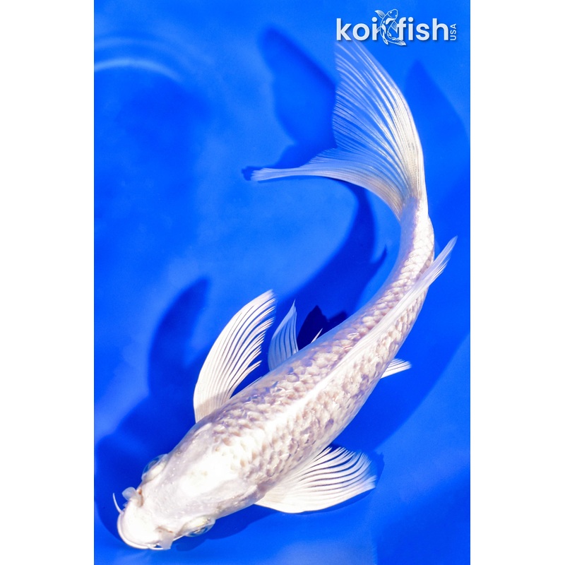 6.75" GINRIN PLATINUM OGON BUTTERFLY