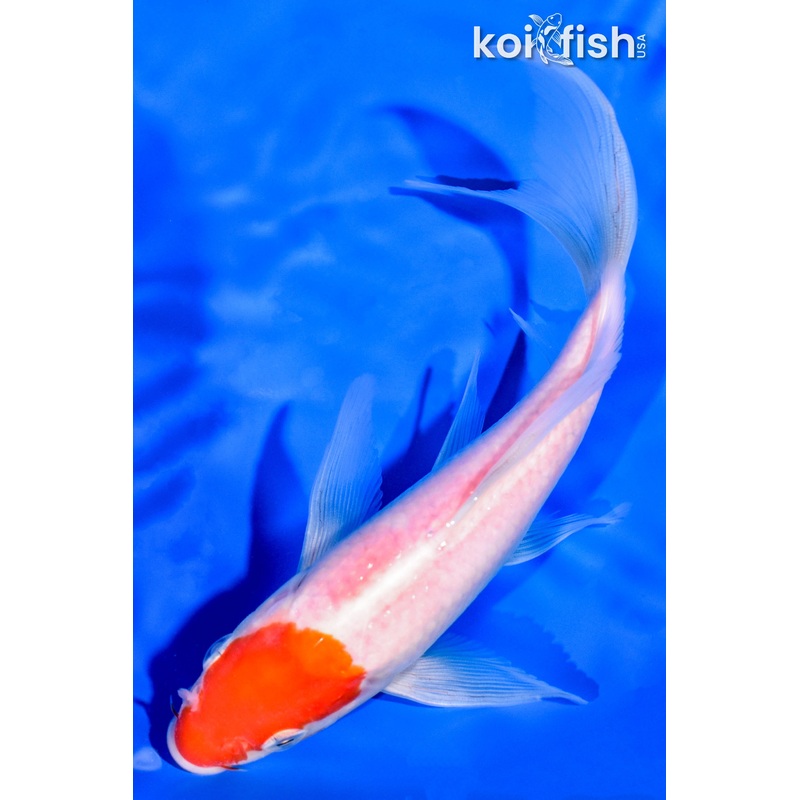 6.75" HOODED KOHAKU BUTTERFLY