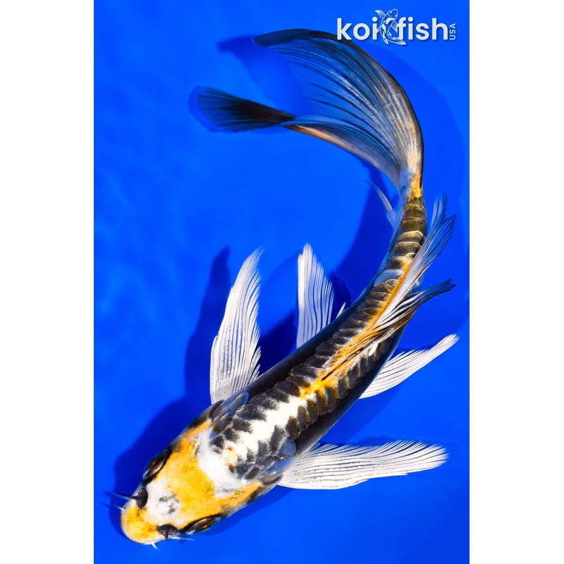 6.75" KIN KIKOKURYU BUTTERFLY