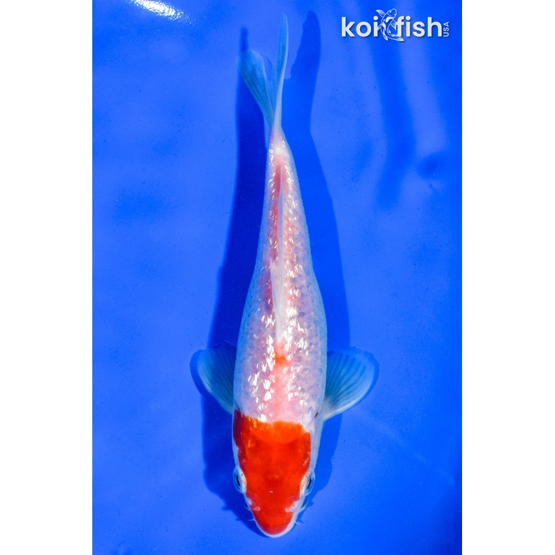 6" GINRIN TANCHO KOHAKU