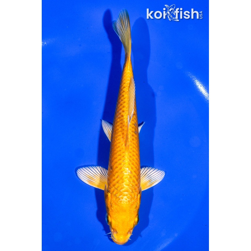 6" ORENJI OGON