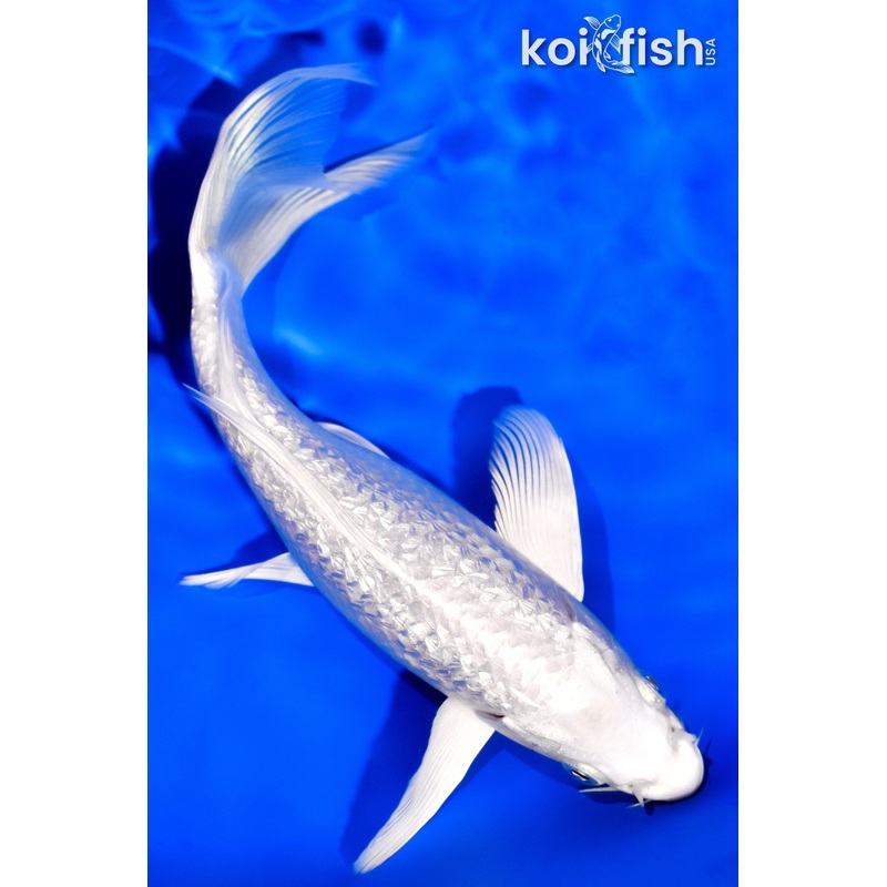 7.25" GINRIN PLATINUM OGON BUTTERFLY