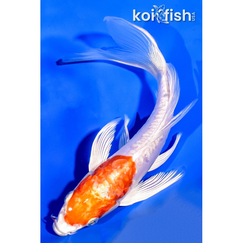 7.25" KIKUSUI BUTTERFLY