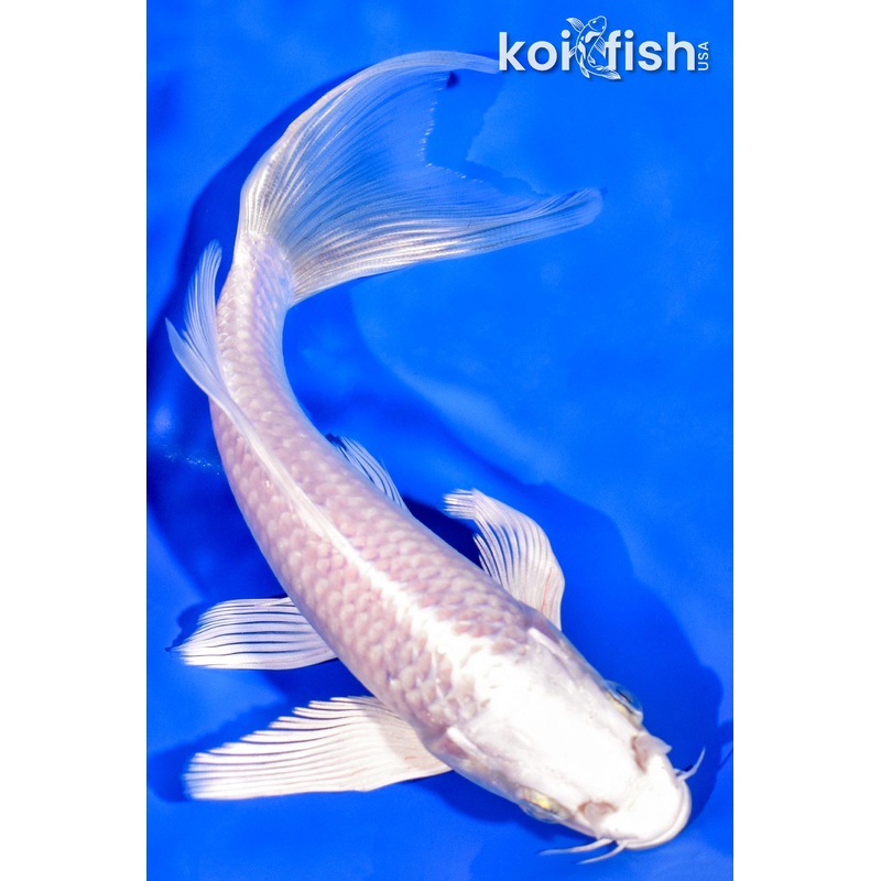 7.25" PLATINUM OGON BUTTERFLY