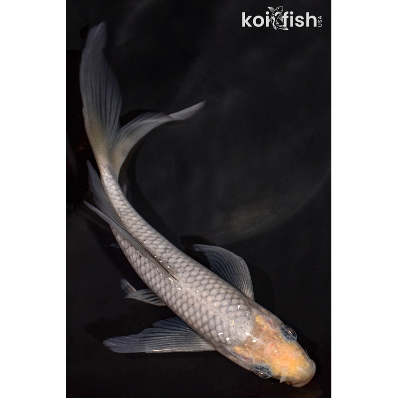 7.25" SOROGOI BUTTERFLY