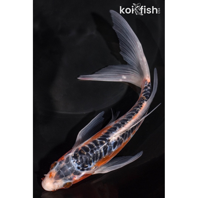 7.5" HI SHUSUI BUTTERFLY