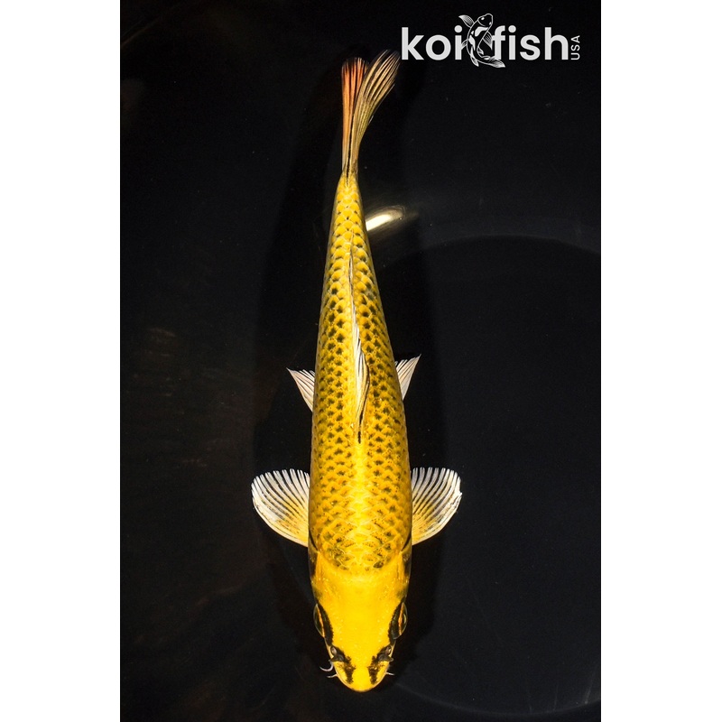 7.5" KI MATSUBA