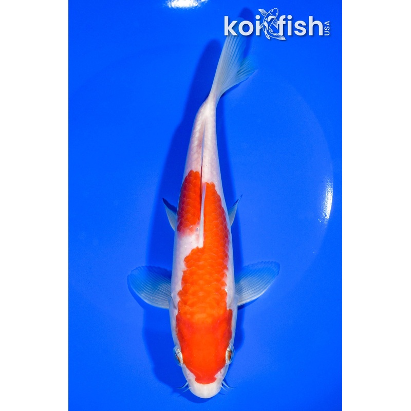 7.5" KOHAKU