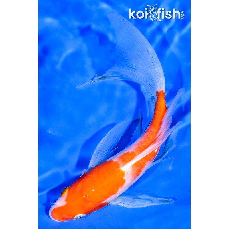7.5" KOHAKU BUTTERFLY