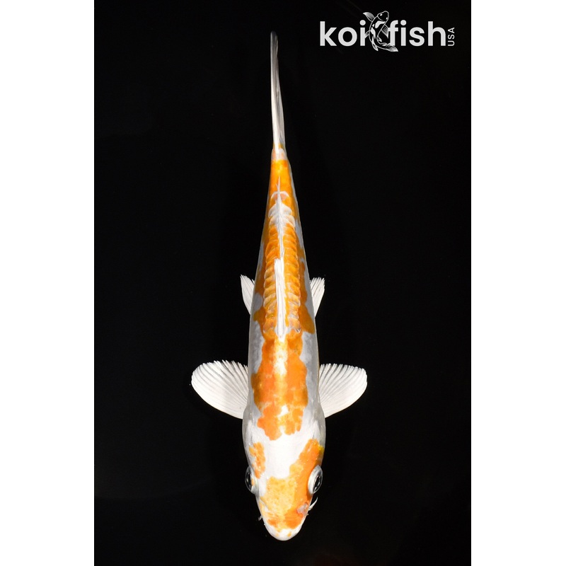 7.75" DOITSU HARIWAKE