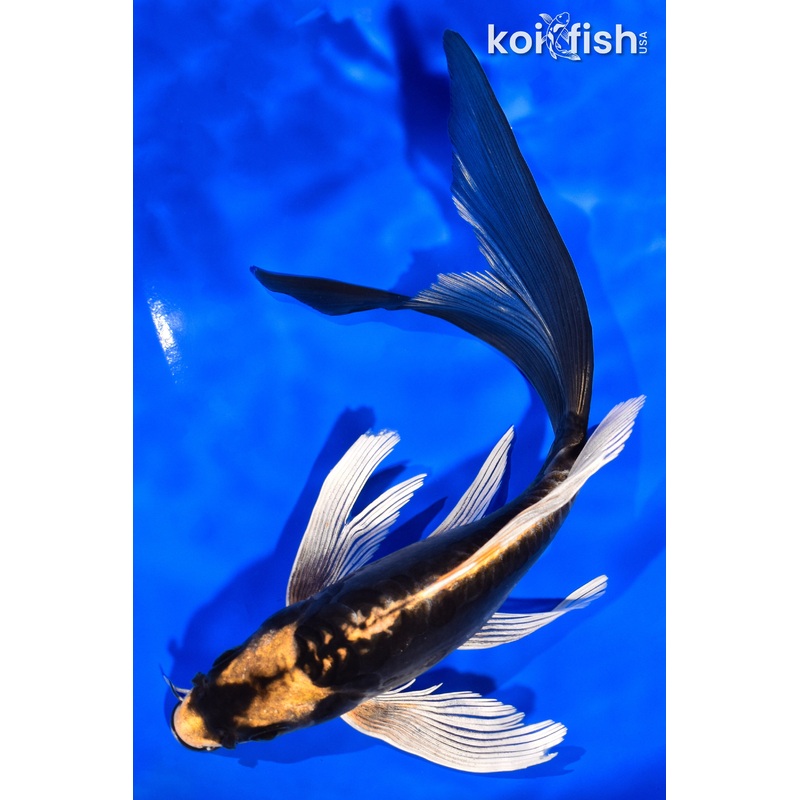 7.75" KABUTO BUTTERFLY