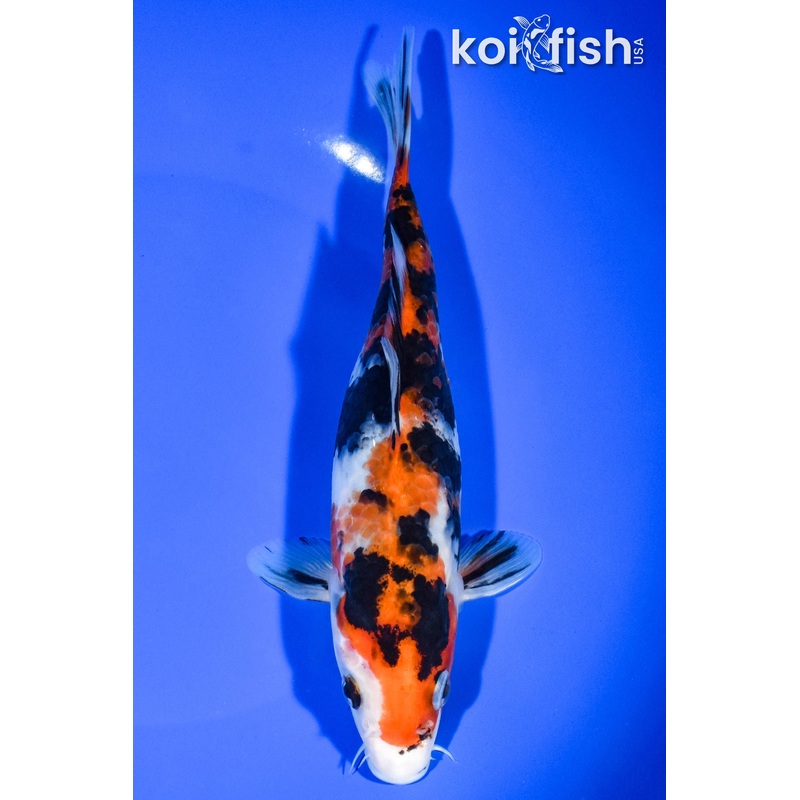 7.75" SHOWA